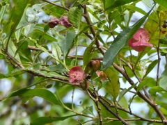 Dodonaea viscosa viscosa