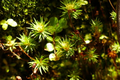 Polytrichadelphus magellanicus