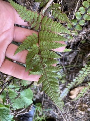 Hypolepis rufobarbata