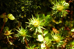 Polytrichadelphus magellanicus