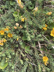 Pultenaea maritima