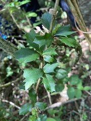 Berberis glaucocarpa