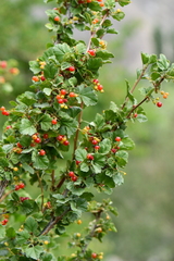 Ribes orientale