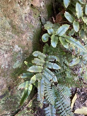 Blechnum procerum