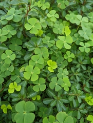 Marsilea