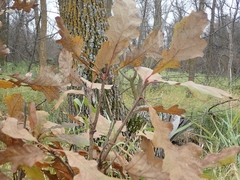 Neuroterus floccosus