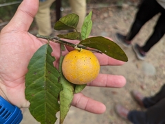 Citrus depressa