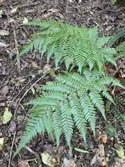 Cyathea smithii