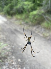 Trichonephila plumipes