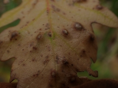 Neuroterus floccosus