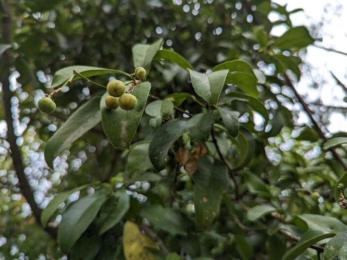 Image of Acronychia pedunculata by (c) 潘立傑 LICHIEH_PAN, some rights reserved (CC BY)