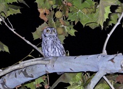 Megascops kennicottii