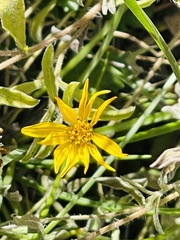Heterotheca hirsutissima