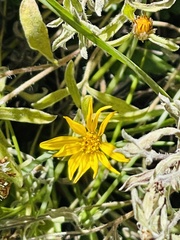 Heterotheca hirsutissima