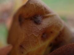 Neuroterus floccosus