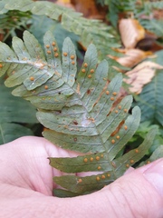 Polypodium appalachianum