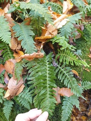 Polypodium appalachianum