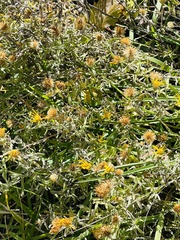 Heterotheca hirsutissima