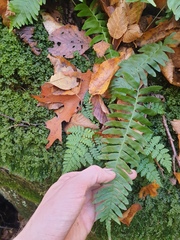 Polypodium appalachianum