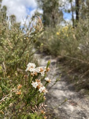 Epacris lanuginosa