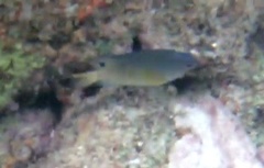 Chrysiptera unimaculata