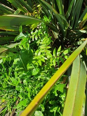 Alectryon excelsus excelsus