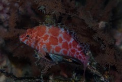 Cirrhitichthys oxycephalus