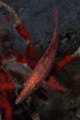 Oxycirrhites typus