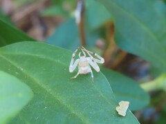 Misumessus oblongus