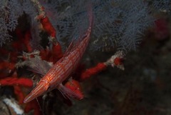 Oxycirrhites typus