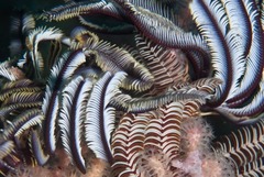 Crinoidea