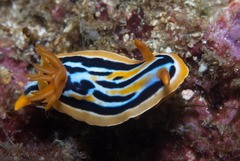 Chromodoris celinae