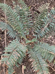 Polystichum vestitum