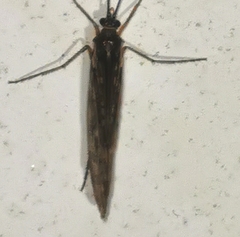 Halesus