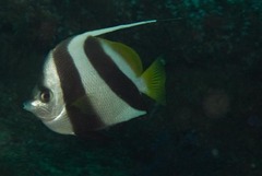 Heniochus acuminatus