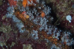 Corymbophyton bruuni