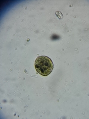 Colepidae