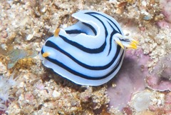 Chromodoris lochi