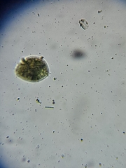 Colepidae