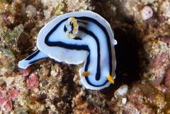 Chromodoris lochi