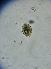 Colepidae