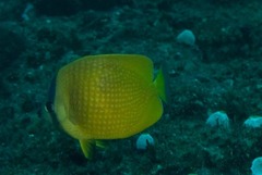 Chaetodon kleinii