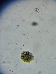 Colepidae
