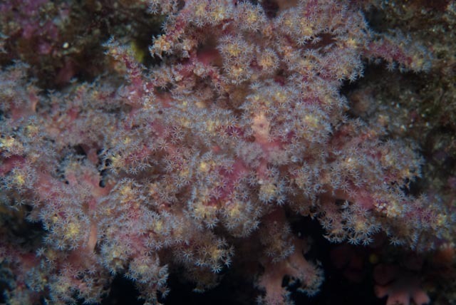 Cherry Blossom Coral