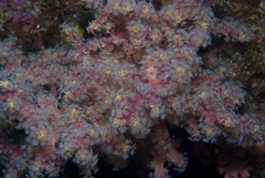 Siphonogorgia godeffroyi