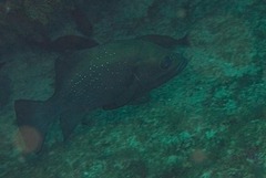Epinephelidae