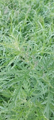 Urtica cannabina