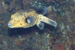Arothron nigropunctatus