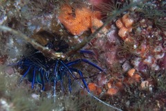 Panulirus versicolor