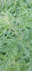 Urtica cannabina